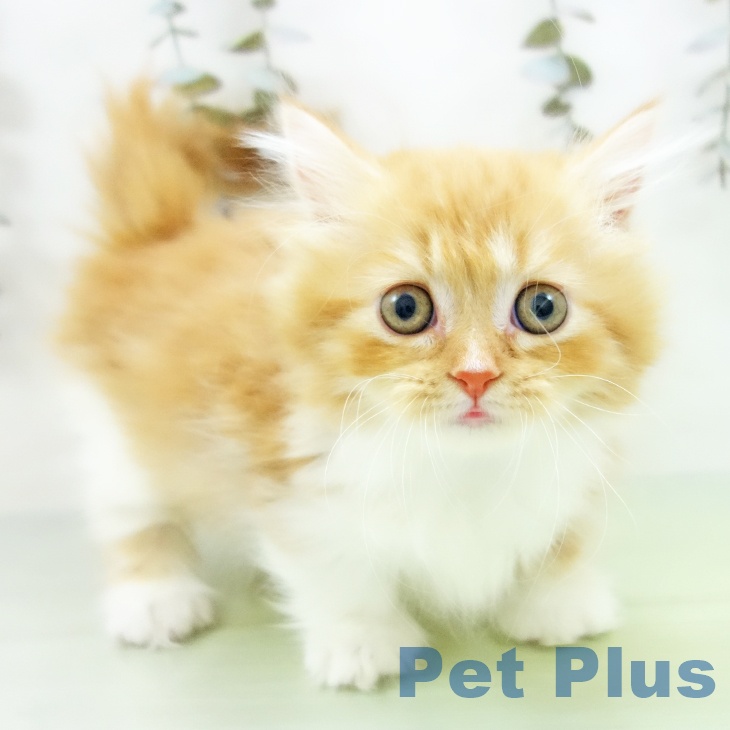 京都府のミヌエット (ペットプラス 京都桂川店/2025年9月10日生まれ/女の子/レッドタビーホワイト)の子猫