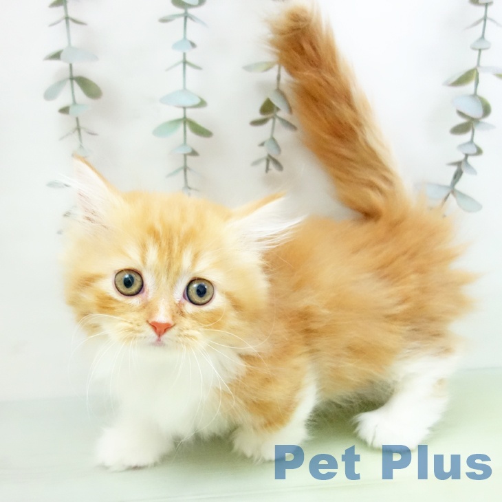 京都府のミヌエット (ペットプラス 京都桂川店/2025年9月10日生まれ/女の子/レッドタビーホワイト)の子猫の2枚目の画像