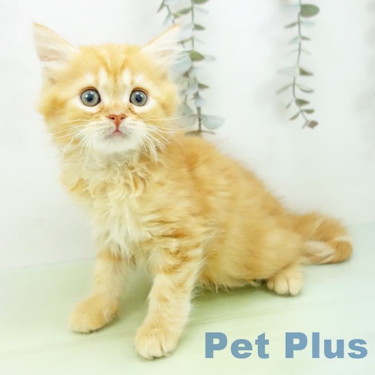 スコティッシュフォールド