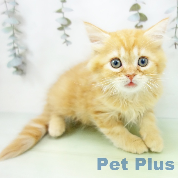 スコティッシュフォールド