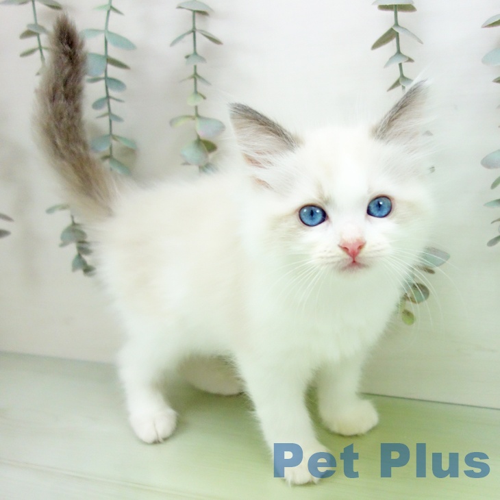 大阪府のラグドール (ペットプラス ららぽーと和泉店/2025年9月4日生まれ/女の子/ブルーポイントバイカラー)の子猫