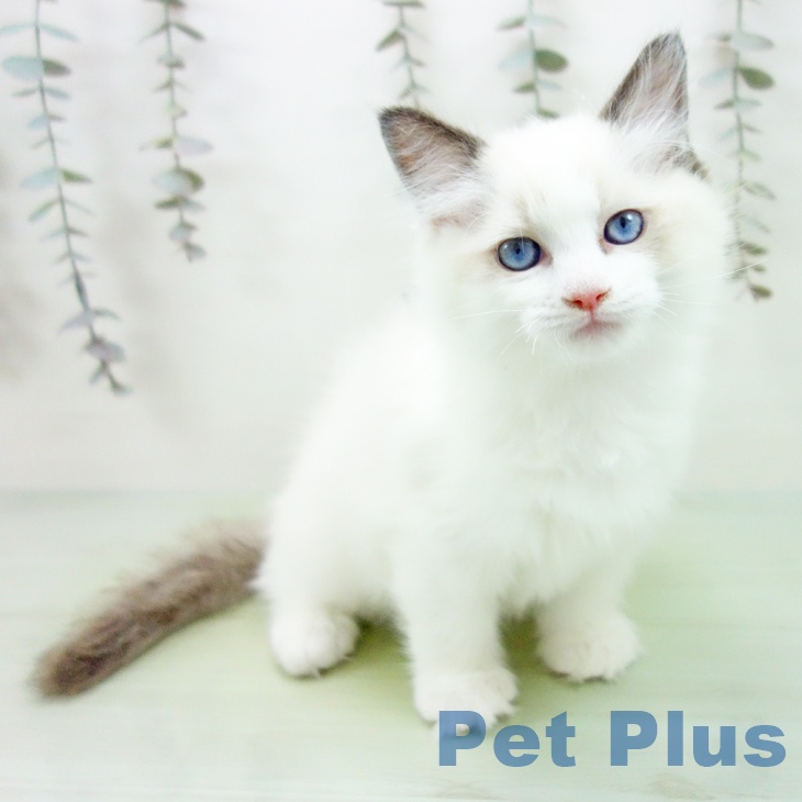 大阪府のラグドール (ペットプラス イオン大日店/2025年9月7日生まれ/男の子/シールポイントバイカラー)の子猫の1枚目の画像