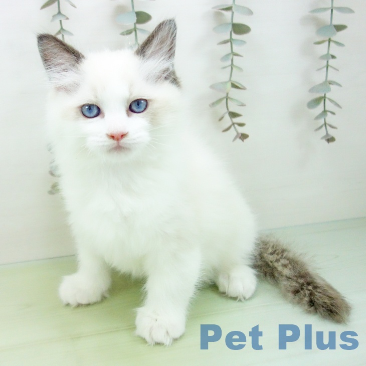 大阪府のラグドール (ペットプラス イオン大日店/2025年9月7日生まれ/男の子/シールポイントバイカラー)の子猫の2枚目の画像
