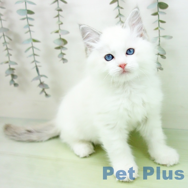 福岡県のラグドール (ペットプラス 福岡店/2025年9月7日生まれ/男の子/シールポイントバイカラー)の子猫の1枚目の画像