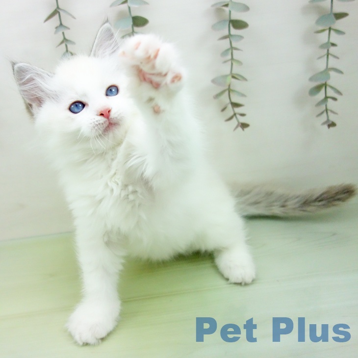 福岡県のラグドール (ペットプラス 福岡店/2025年9月7日生まれ/男の子/シールポイントバイカラー)の子猫の2枚目の画像