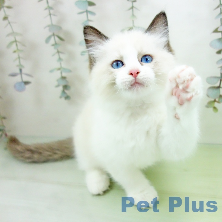 山形県のラグドール (ペットプラス 天童店/2025年9月7日生まれ/男の子/シールポイントバイカラー)の子猫の1枚目の画像