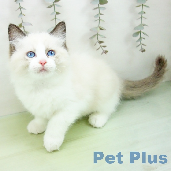 山形県のラグドール (ペットプラス 天童店/2025年9月7日生まれ/男の子/シールポイントバイカラー)の子猫の2枚目の画像