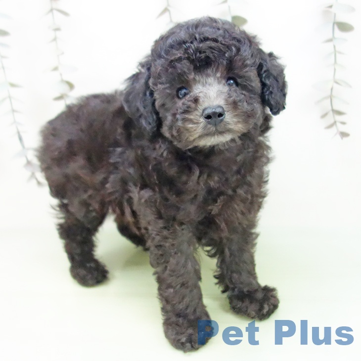 愛知県のトイプードル(トイ) (ペットプラス mozoワンダーシティ店/2025年9月11日生まれ/男の子/シルバー)の子犬の1枚目の画像