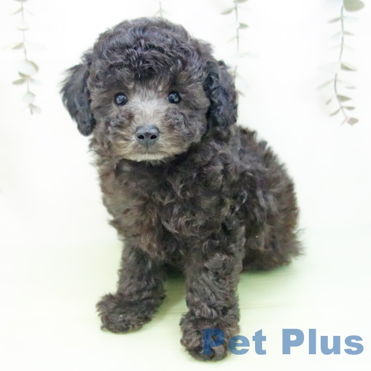 愛知県のトイプードル(トイ) (ペットプラス mozoワンダーシティ店/2025年9月11日生まれ/男の子/シルバー)の子犬の2枚目の画像