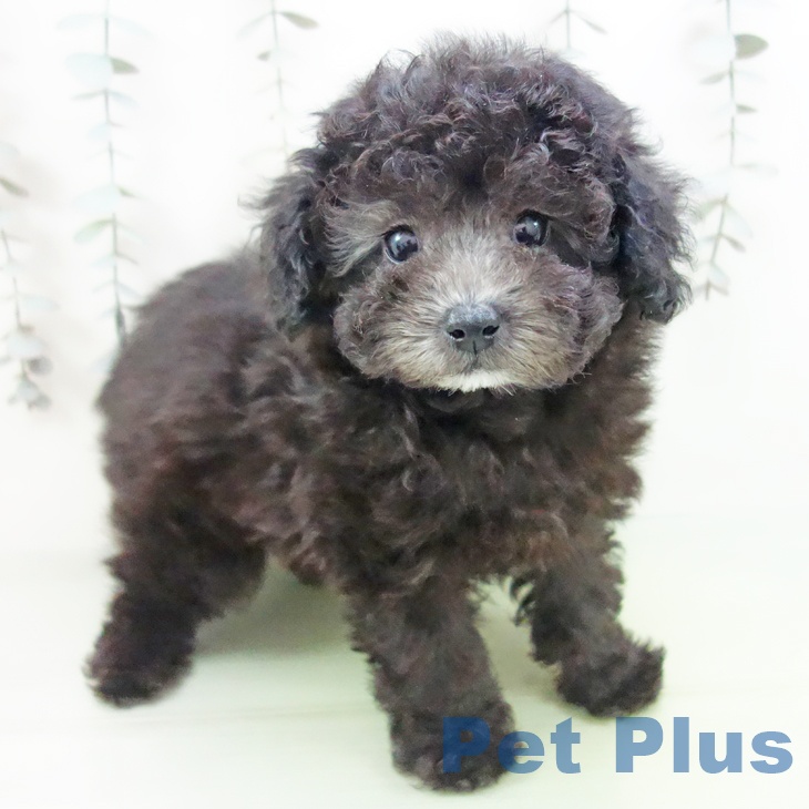 愛知県のトイプードル(トイ) (ペットプラス イオンモール豊川店/2025年9月11日生まれ/女の子/シルバー)の子犬の1枚目の画像