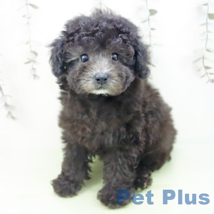 愛知県のトイプードル(トイ) (ペットプラス イオンモール豊川店/2025年9月11日生まれ/女の子/シルバー)の子犬の2枚目の画像