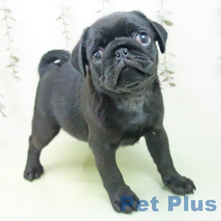 山梨県のパグ (ペットプラス 甲府国母店/2025年9月8日生まれ/男の子/ブラック)の子犬の2枚目の画像