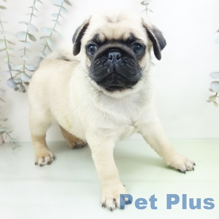 埼玉県のパグ (ペットプラス 浦和美園店/2025年9月8日生まれ/男の子/フォーン)の子犬
