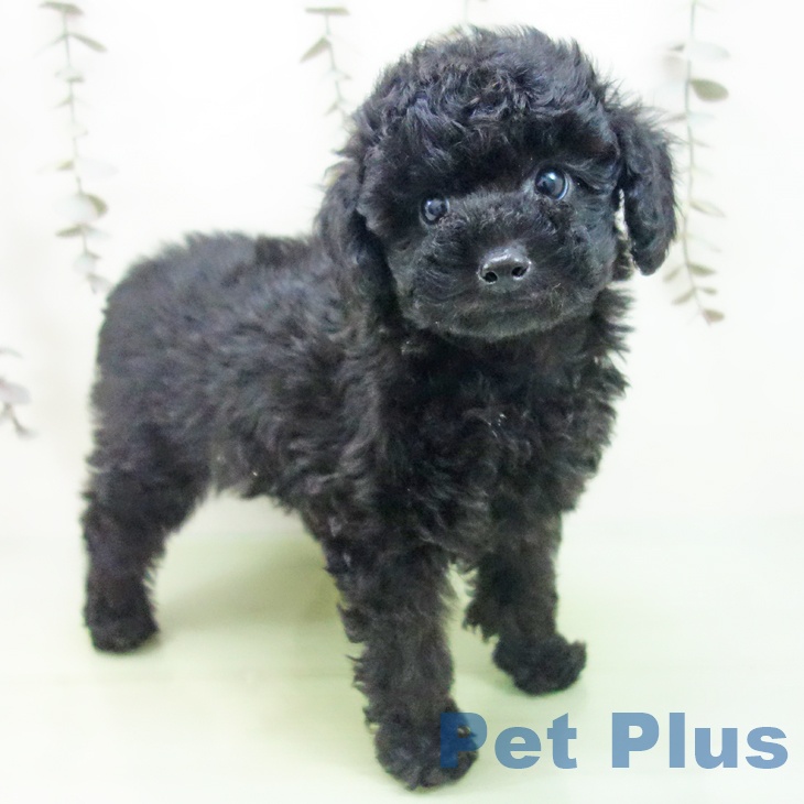 トイ・プードル