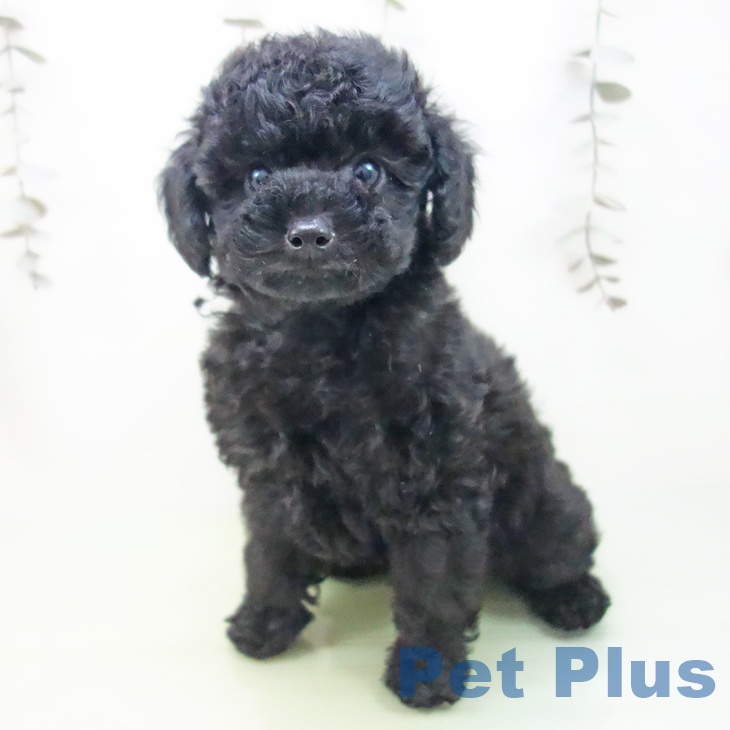 トイ・プードルの写真2