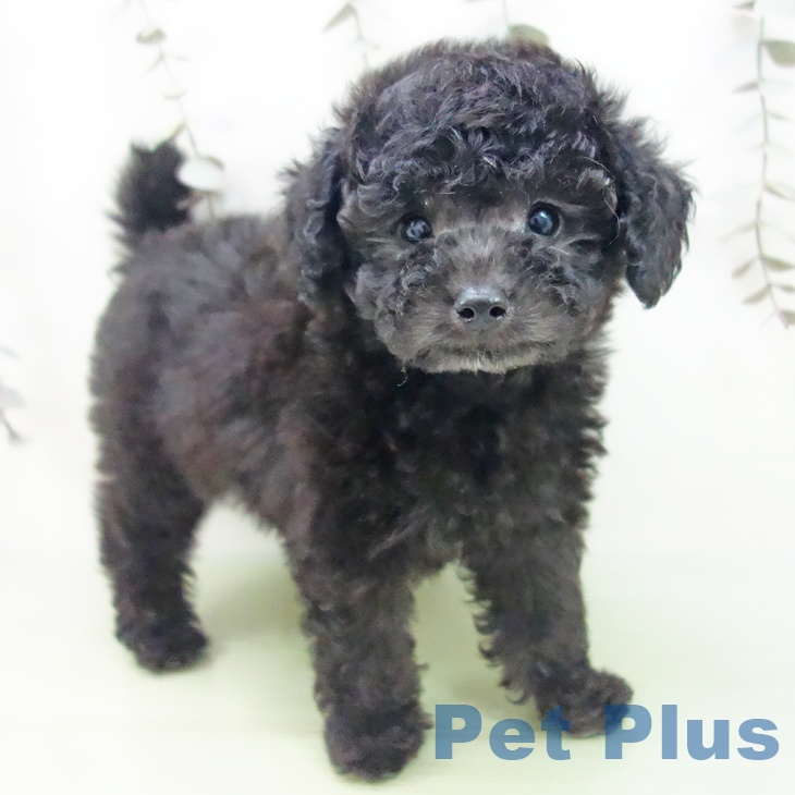 トイ・プードル