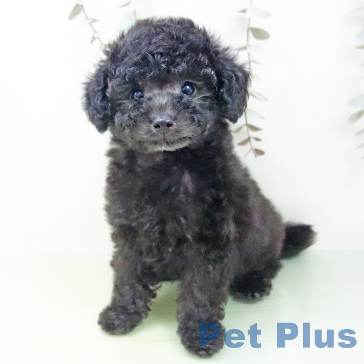 トイ・プードル