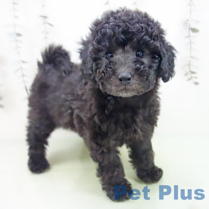 愛知県のトイプードル(トイ) (ペットプラス 岡崎店/2025年9月11日生まれ/女の子/シルバー)の子犬の1枚目の画像