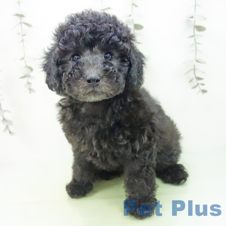 愛知県のトイプードル(トイ) (ペットプラス 岡崎店/2025年9月11日生まれ/女の子/シルバー)の子犬の2枚目の画像