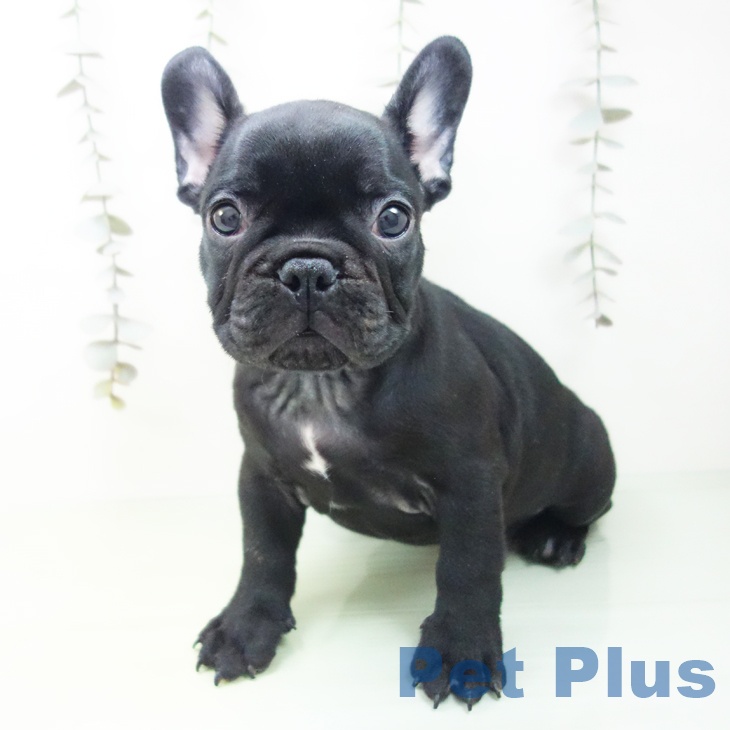 フレンチ・ブルドッグ