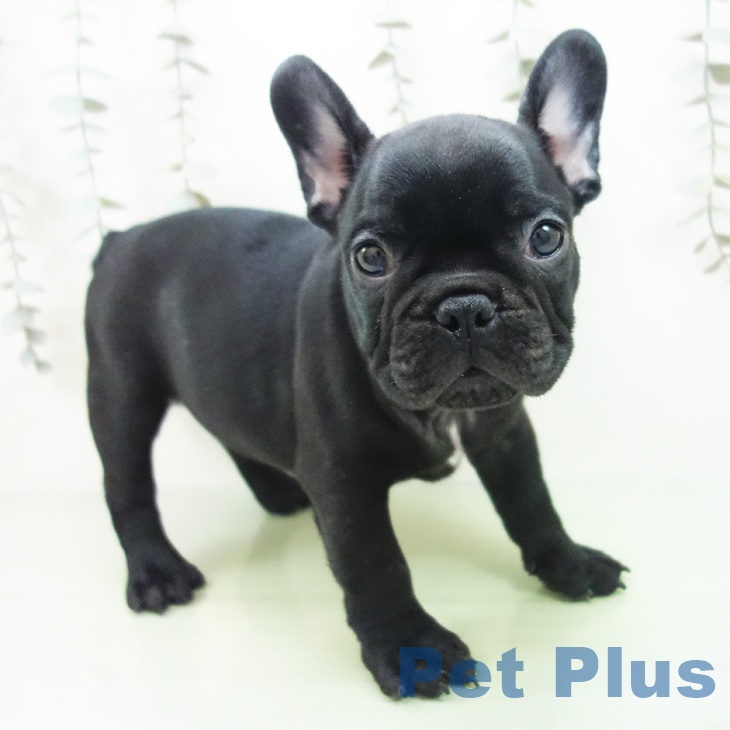 フレンチ・ブルドッグ