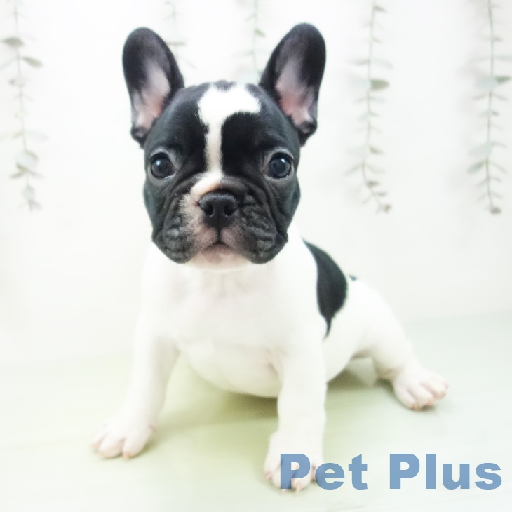 フレンチ・ブルドッグ