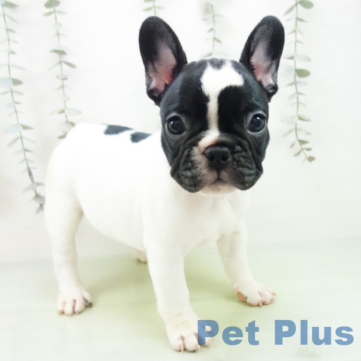 フレンチ・ブルドッグ