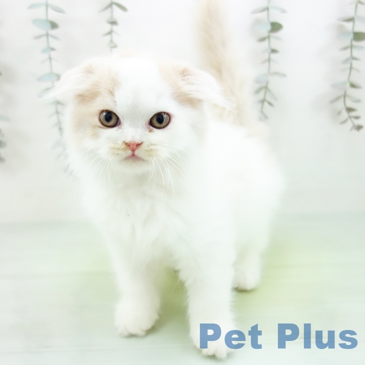 福岡県のスコティッシュフォールド (ペットプラス 福岡店/2025年9月1日生まれ/男の子/クリームタビーホワイト)の子猫の1枚目の画像