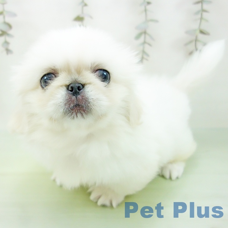 愛知県のペキニーズ (ペットプラス 岡崎店/2025年9月10日生まれ/女の子/ホワイト)の子犬の1枚目の画像