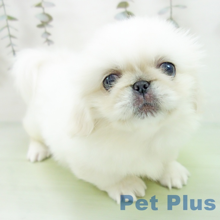 愛知県のペキニーズ (ペットプラス 岡崎店/2025年9月10日生まれ/女の子/ホワイト)の子犬の2枚目の画像