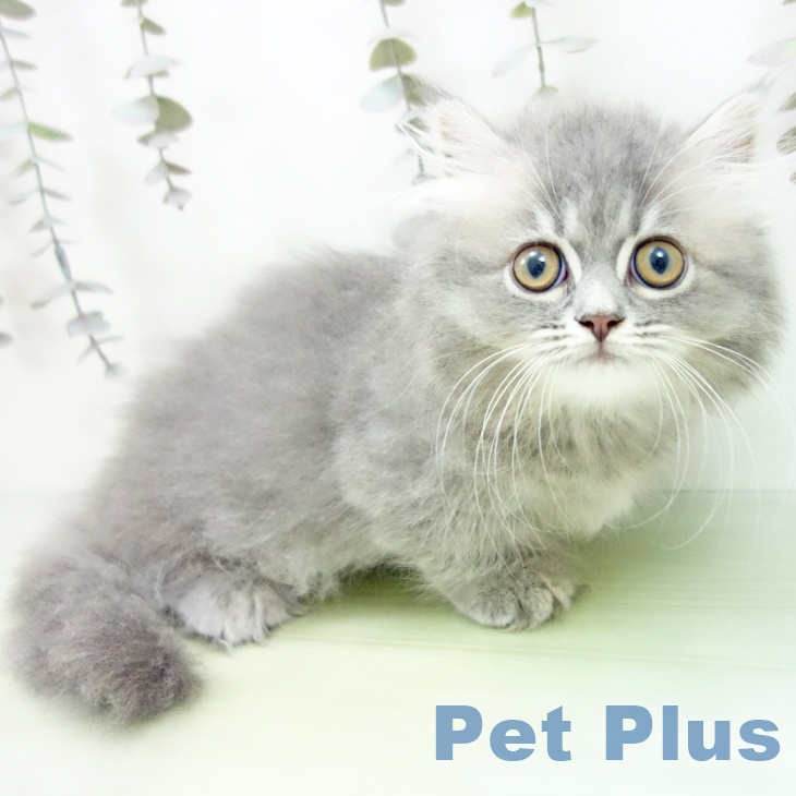 大阪府のミヌエット (ペットプラス イオン大日店/2025年9月3日生まれ/女の子/ブルータビー)の子猫の2枚目の画像