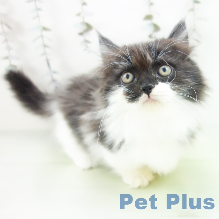 兵庫県のミヌエット (ペットプラス 神戸三宮店/2025年9月8日生まれ/男の子/ブラックホワイト)の子猫の1枚目の画像
