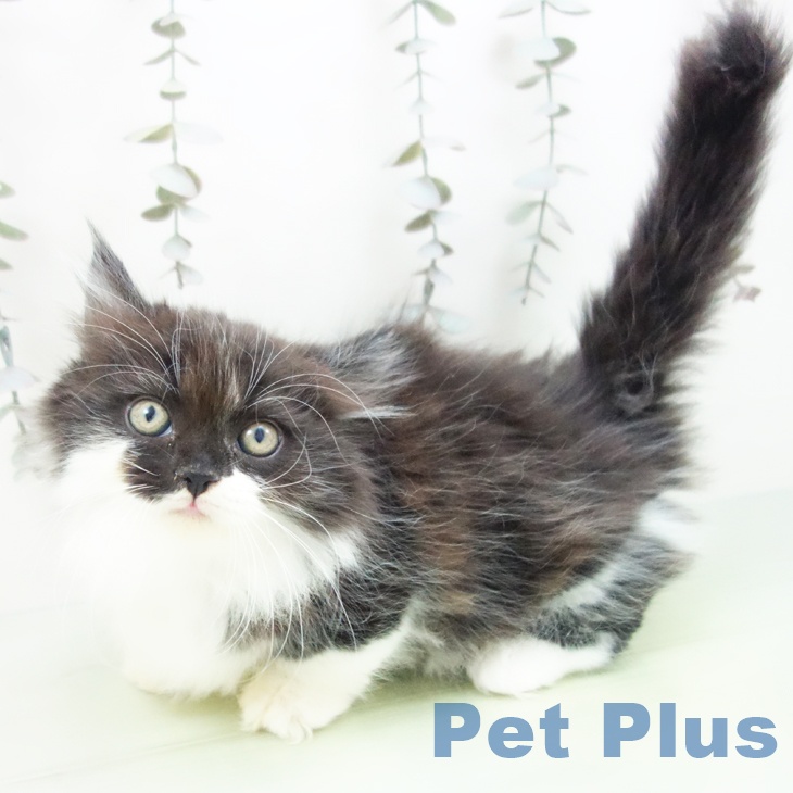 兵庫県のミヌエット (ペットプラス 神戸三宮店/2025年9月8日生まれ/男の子/ブラックホワイト)の子猫の2枚目の画像