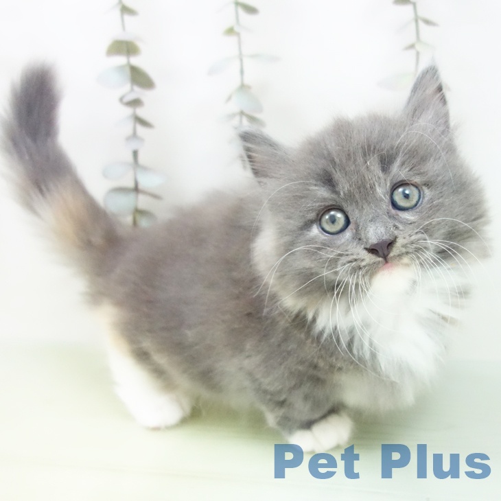 大阪府のミヌエット (ペットプラス りんくう泉南店/2025年9月11日生まれ/女の子/ブルーパッチドタビーホワイト)の子猫の1枚目の画像