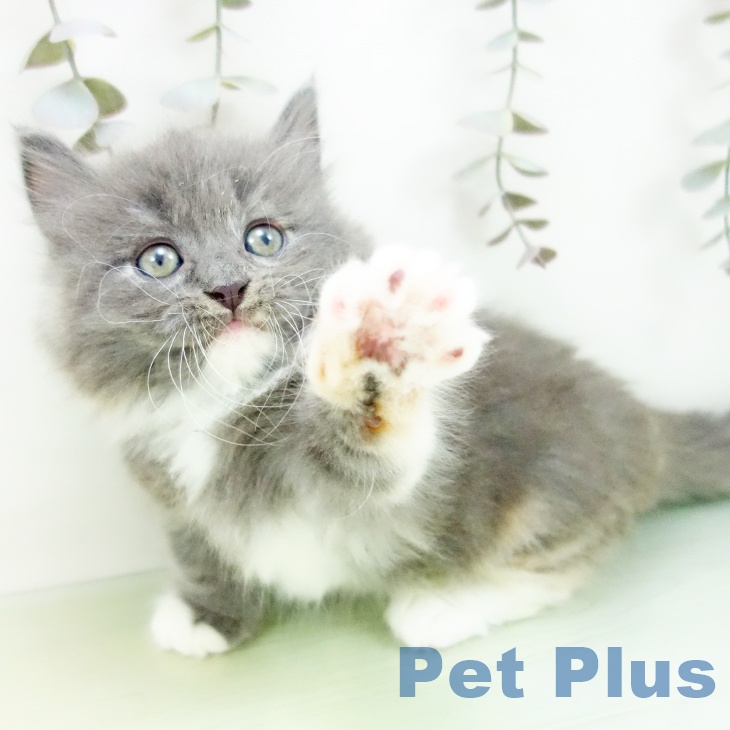 大阪府のミヌエット (ペットプラス りんくう泉南店/2025年9月11日生まれ/女の子/ブルーパッチドタビーホワイト)の子猫の2枚目の画像