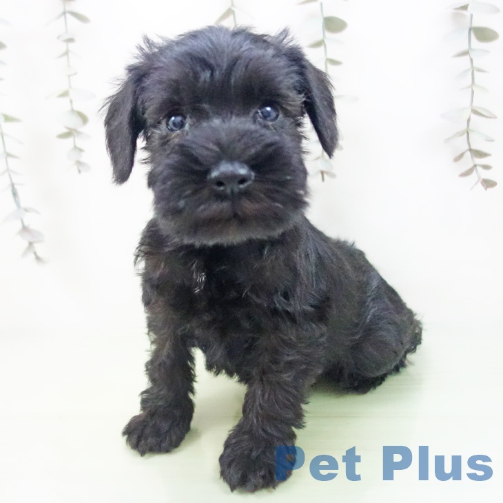 愛知県のミニチュアシュナウザー (ペットプラス 名古屋茶屋店/2025年9月10日生まれ/男の子/ブラック)の子犬