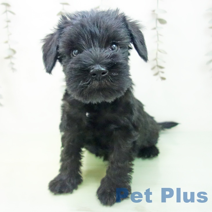 ミニチュア・シュナウザー