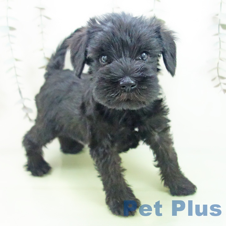 ミニチュア・シュナウザー