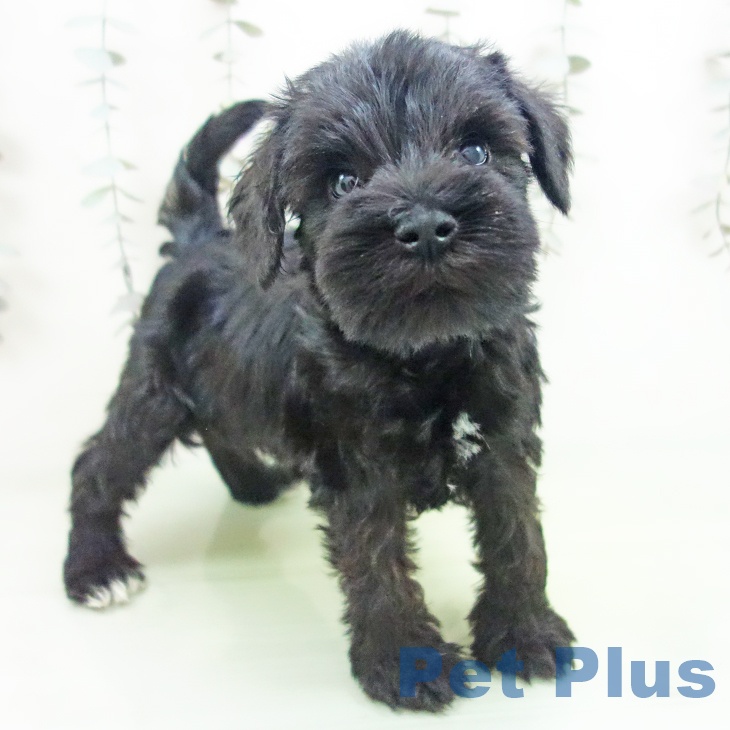 愛知県のミニチュアシュナウザー (ペットプラス ナゴヤドーム前店/2025年9月10日生まれ/男の子/ブラック)の子犬の1枚目の画像