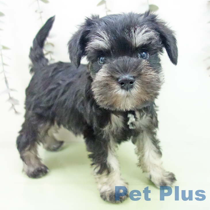 愛知県のミニチュアシュナウザー (ペットプラス ナゴヤドーム前店/2025年9月10日生まれ/女の子/ブラックシルバー)の子犬
