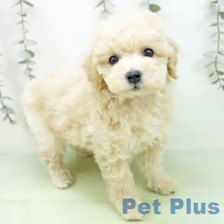 トイ・プードル