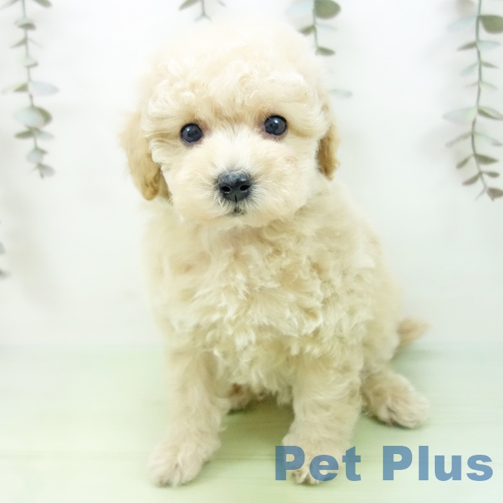 トイ・プードル