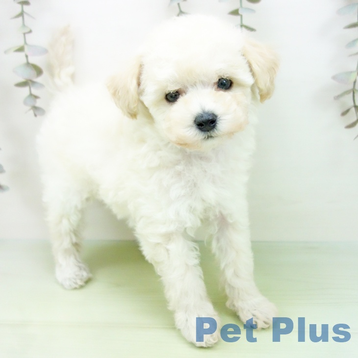 岐阜県のトイプードル(トイ) (ペットプラス 各務原店/2025年9月10日生まれ/女の子/クリーム)の子犬の1枚目の画像