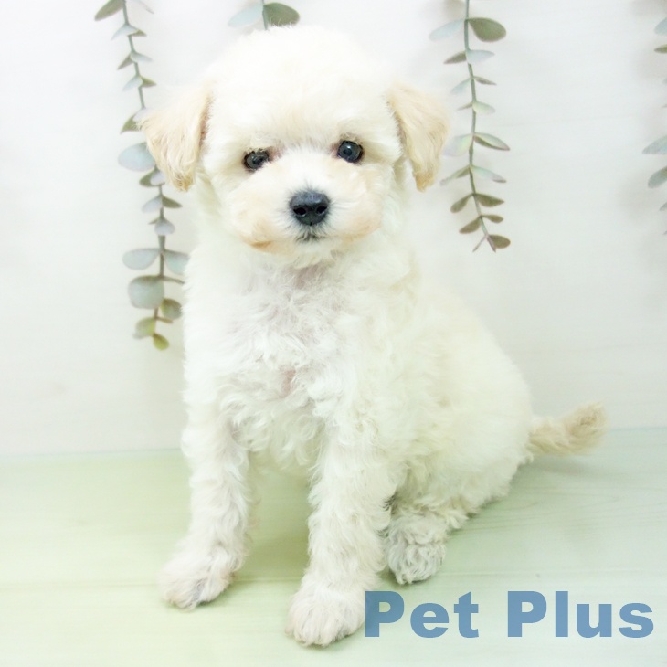 岐阜県のトイプードル(トイ) (ペットプラス 各務原店/2025年9月10日生まれ/女の子/クリーム)の子犬の2枚目の画像