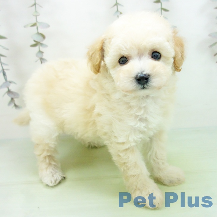 トイ・プードル