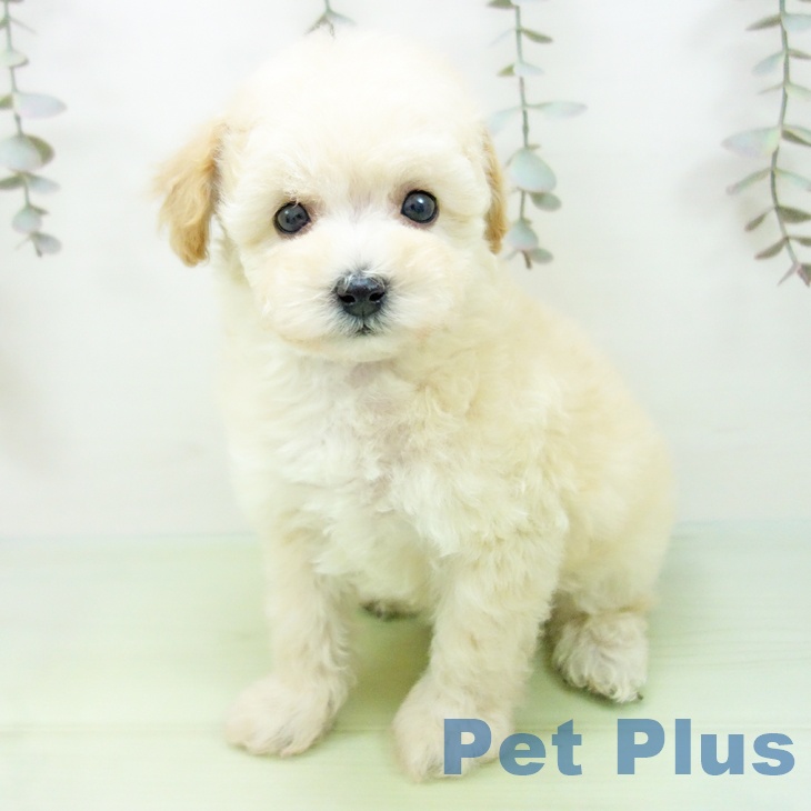 トイ・プードル