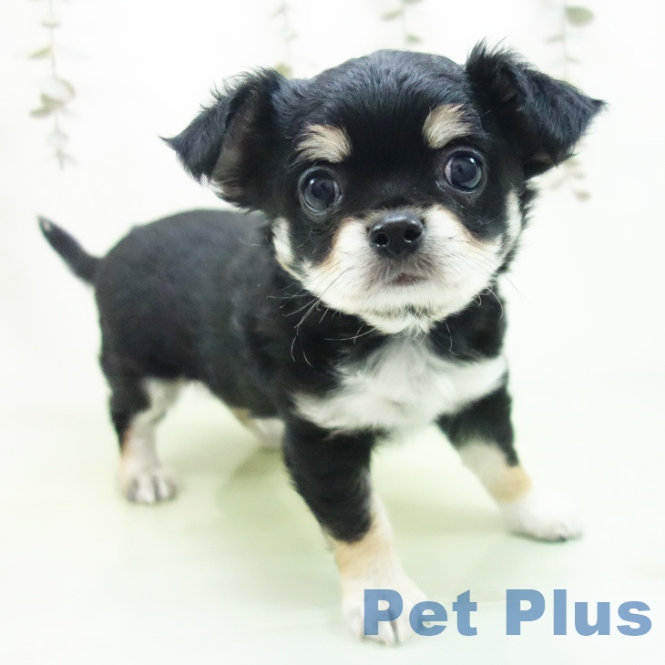 富山県のチワワ(ロング) (ペットプラス 高岡店/2025年9月12日生まれ/男の子/ブラックタンホワイト)の子犬