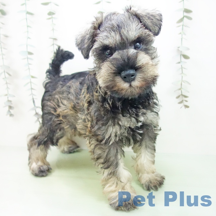 石川県のミニチュアシュナウザー (ペットプラス かほく店/2025年9月12日生まれ/男の子/ソルトペッパー)の子犬の1枚目の画像