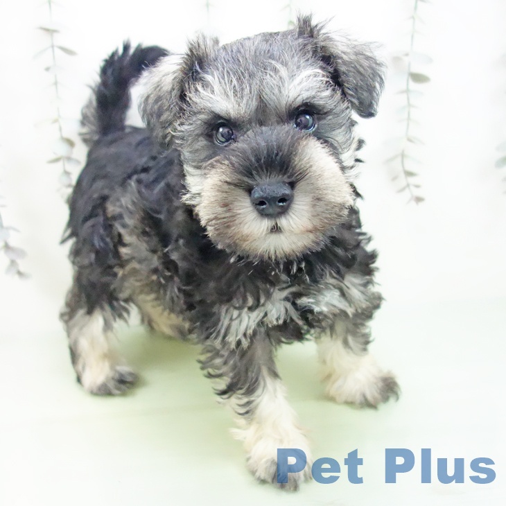 三重県のミニチュアシュナウザー (ペットプラス 津南店/2025年9月12日生まれ/男の子/ソルトペッパー)の子犬