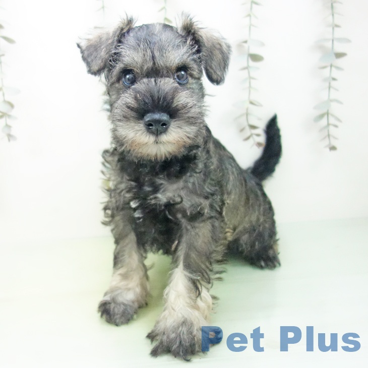 福井県のミニチュアシュナウザー (ペットプラス 福井店/2025年9月12日生まれ/男の子/ソルトペッパー)の子犬の1枚目の画像